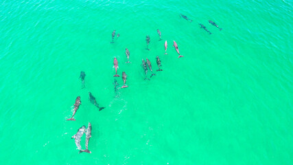 Aerial shot of a pod on dolphins swimming in the ocean
