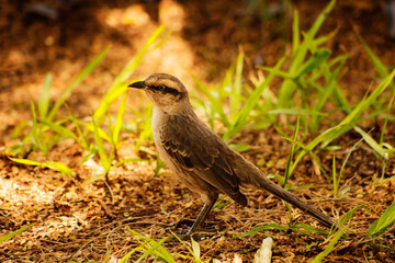 
sparrow bird 2