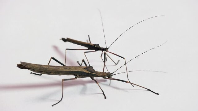 Studio shot of adult female and male of Pseudophasma fulvum. Tropical stick insects, walking sticks from Colombia, South America on white background. Copy space