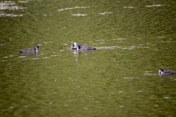 Fulica atra birds swim in a green pond.