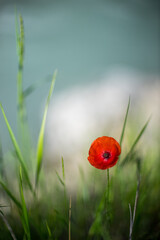 coquelicot