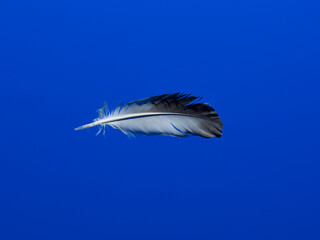 Feather in space