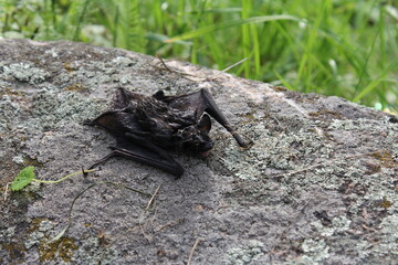 bat on a rock