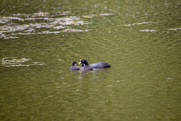 Fulica atra birds swim in a green pond.