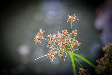 Nut grass or cyperus haspan in nature macro on soft blurry dark background.