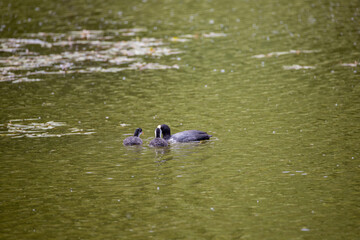 Fulica atra birds swim in a green pond.