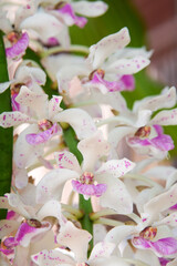 Thailand wild orchid has a botanical name.  Rhynchostylis gigantea, Thai name Chang.  Flowering in winter every year.
