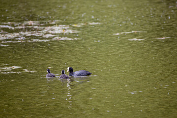 Fulica atra birds swim in a green pond.