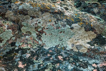 Multi-colored mold texture on the stones