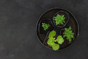 Seedlings. Young tomato sprouts in container in pots on black table.