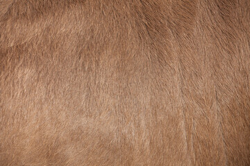 brown body texture from a bovine