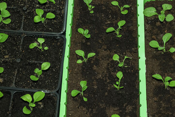Young flower petunia seedlings in small plastic pots on blue background.