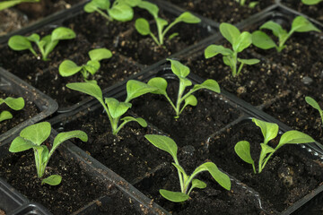 Young flower petunia seedlings in small plastic pots on blue background.