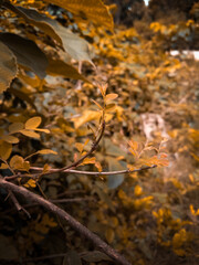autumn leaves on the water