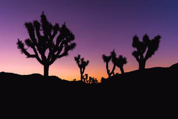 Fototapeta na wymiar Silhouettes of Joshua Trees during a purplish orange sunrise in Joshua Tree National Park, the Mohave Desert, Southern California, USA.