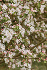 Blossoming apple tree