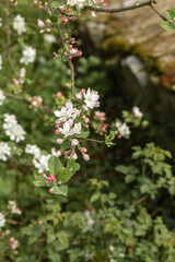 Blossoming apple tree