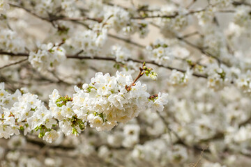 Cherry blossom