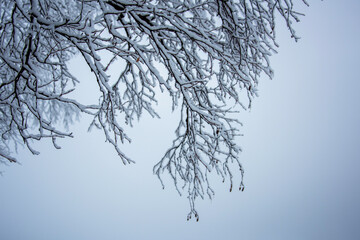 branches of a tree in winter