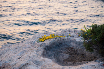 Yellow wildflowers growing on rocks, Ibiza, 2018