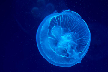 Colorful jelly fish in dark sea.