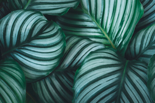 Top view pattern leaf layers of Calathea orbifolia plant. Home gardening house plant decorate and abstract background concept.