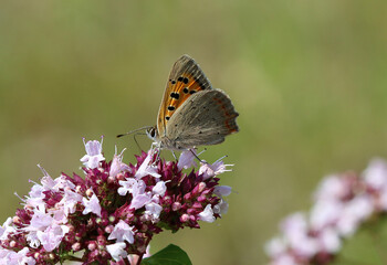 Kleiner Feuerfalter - 