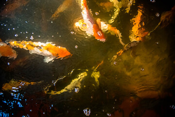 Colorful koi fishes are swimming in the pond.