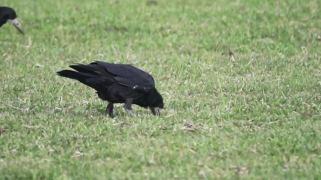 Rooks eat earthworms on lawn. Bird forcefully drives beak into soil. How does a rook notice a worm burrow in the grass? Super slow motion 1000 fps.
