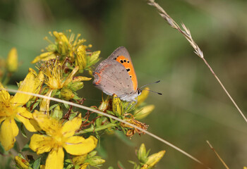 Kleiner Feuerfalter - 