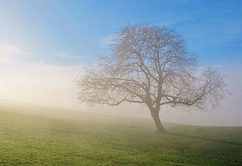 Kahler Baum im Nebel