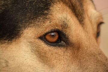 close up of an Indian pariah dog