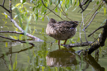 A female mallard duck stands at the shore of a pond among the leaves.