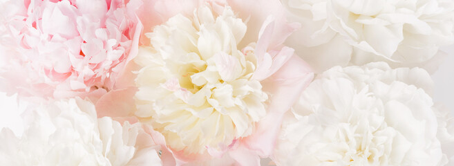 Panele Szklane  Beautiful aromatic fresh blossoming tender pink peonies texture, close up view. Romantic background