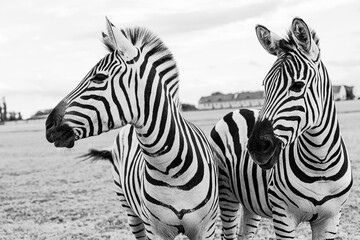 Fototapeta na wymiar Zebra coule looking side. Black and white poster style creative artistic composition. expressive, anxious look. Beautiful wild nature inspiration.