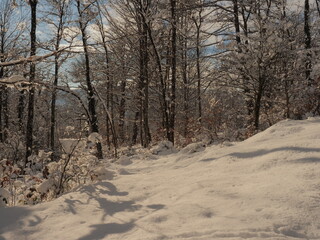 view of a snowed forest in winter