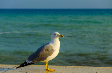 A seagull stands on the shore by the sea.
