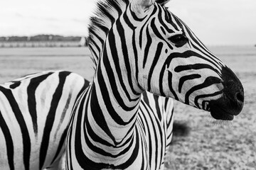 Fototapeta na wymiar Beautiful zebra horse profile looking side. Artistic creative poster style black and white horizontal composition. Wild nature theme. Adorable animal nature