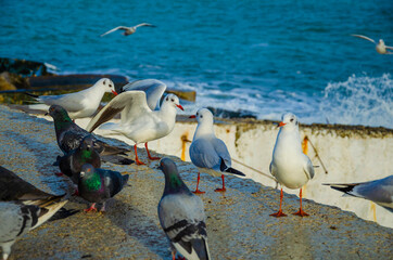 Seagulls and pigeons near the sea on a summer day.