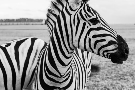 Beautiful zebra horse profile looking side. Artistic creative poster style black and white horizontal composition. Wild nature theme. Adorable animal nature