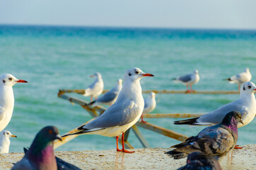 Seagulls on a canopy on the seashore.