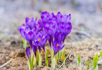 Multicolored crocuses. The first spring flowers. Selective focus