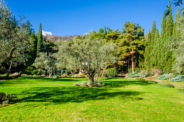 Fototapeta na wymiar Olive tree on the green lawn in the park in summer.