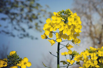 The yellow flowers of rapeseed in the spring.