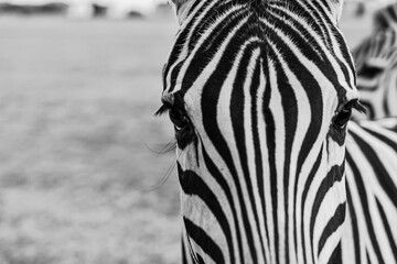 Animal eyes. Beautiful close up zebra portrait. Graphic poster style black and white composition. Amazing, expressive, impressive zebra look. horizontal landscape orientation composition. Creative art
