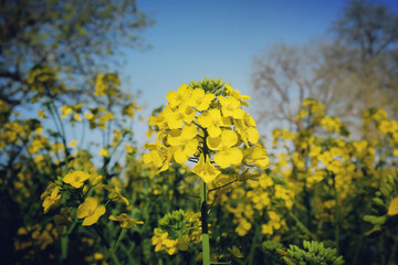 The yellow flowers of rapeseed in the spring.