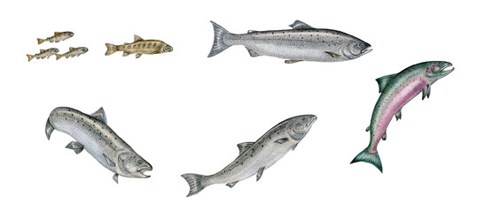 a realistic illustration showing atlantic salmon (Salmo salar): babies, adult living in the sea and adult male in love 