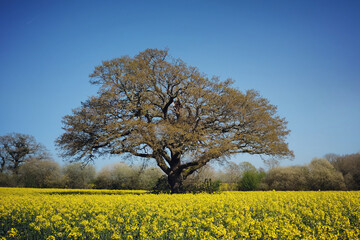The yellow flowers of rapeseed in the spring.