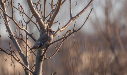 Waxwing ,Bombycilla garrulus bird in Holland