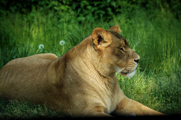 Close-up of a Lioness Resting in the Green Grass